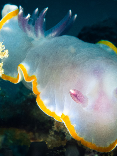 Nudibranch