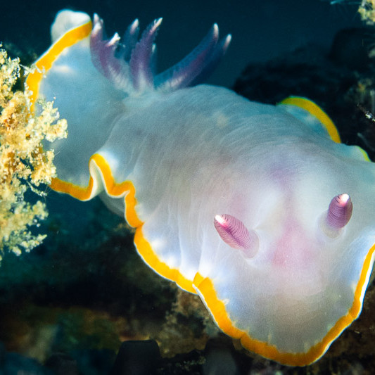 Nudibranch