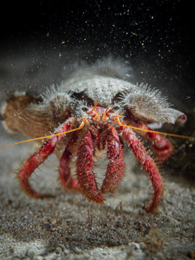 Hermit crab