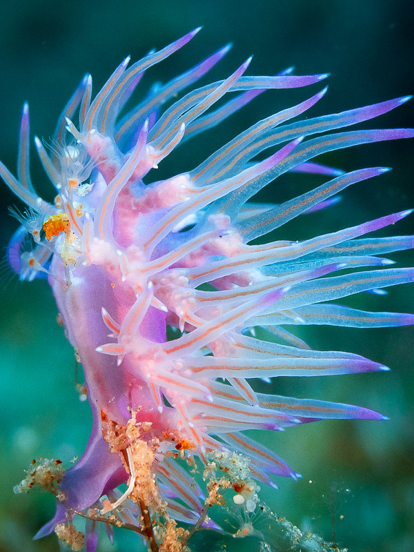 Nudibranch battling the current
