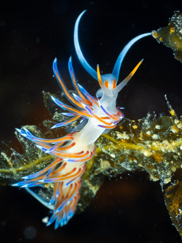 Colorful sea slug