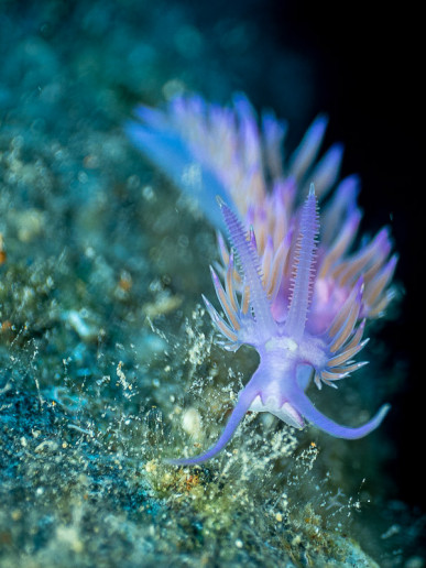 Nudibranch