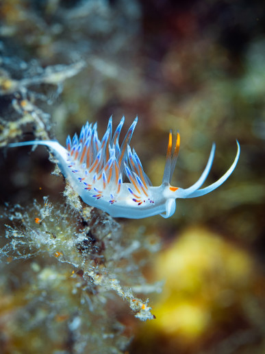 Nudibranch or sea slug