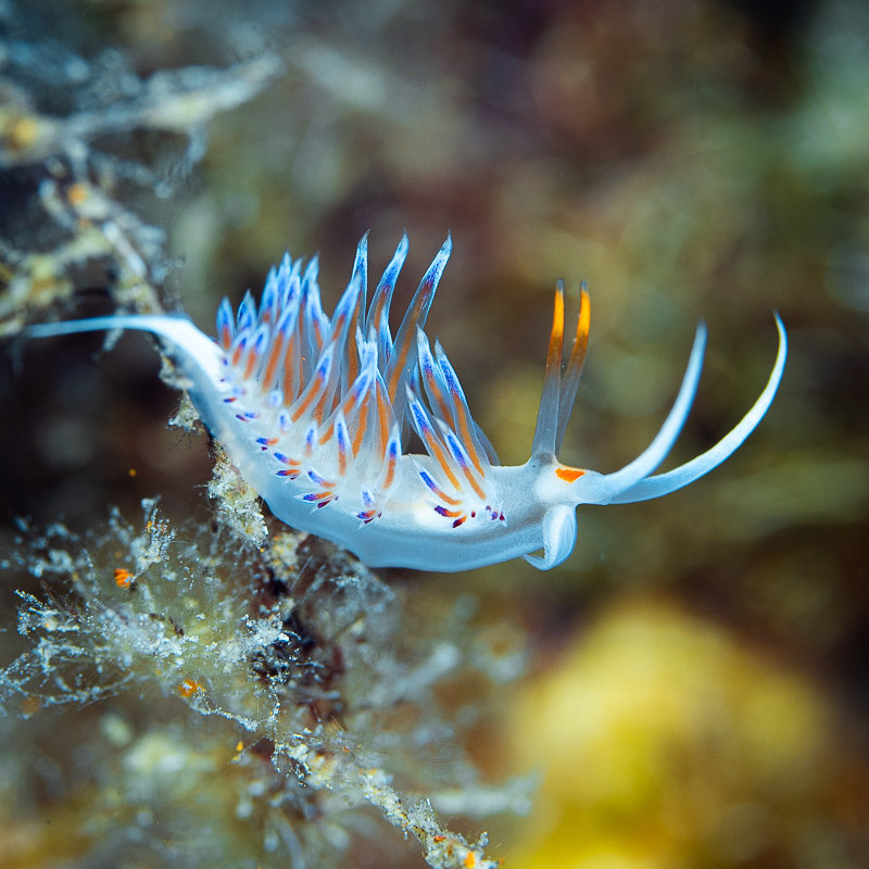 Nudibranch or sea slug