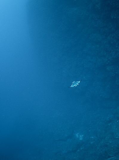 Common eagle ray