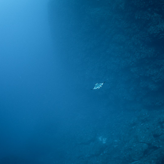 Common eagle ray