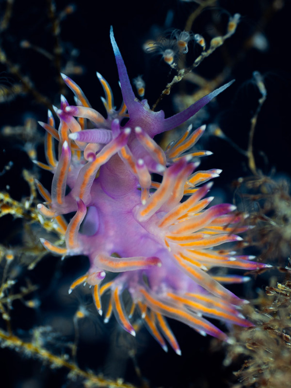 Sea slug