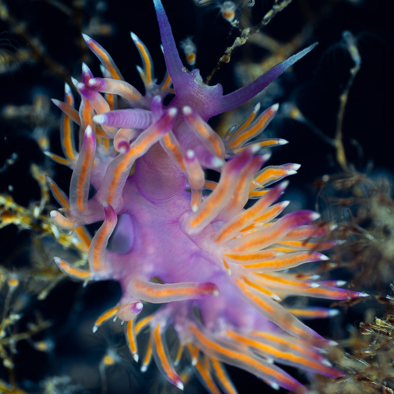Sea slug