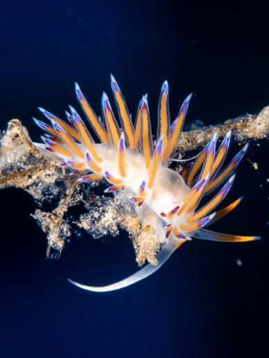 Nudibranch underwater