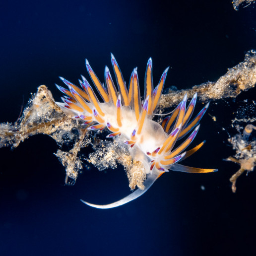 Nudibranch underwater