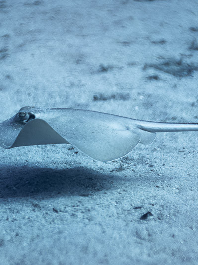 Common stingray image