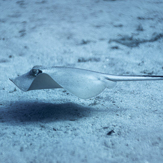 Common stingray image
