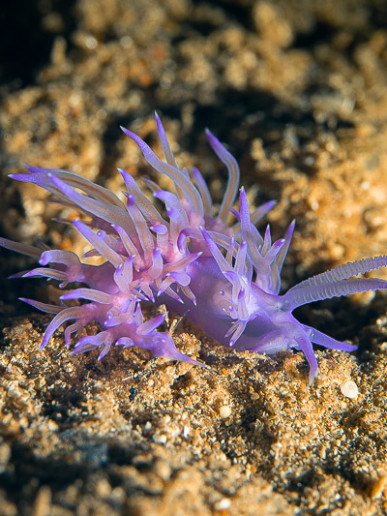 Purple sea slug