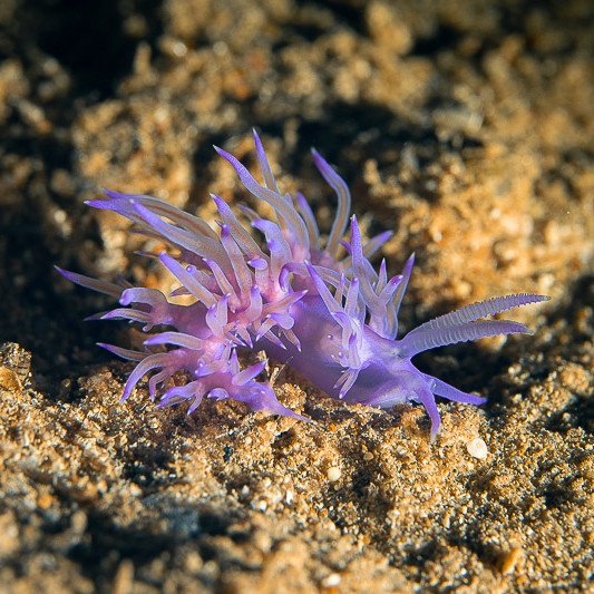 Purple sea slug