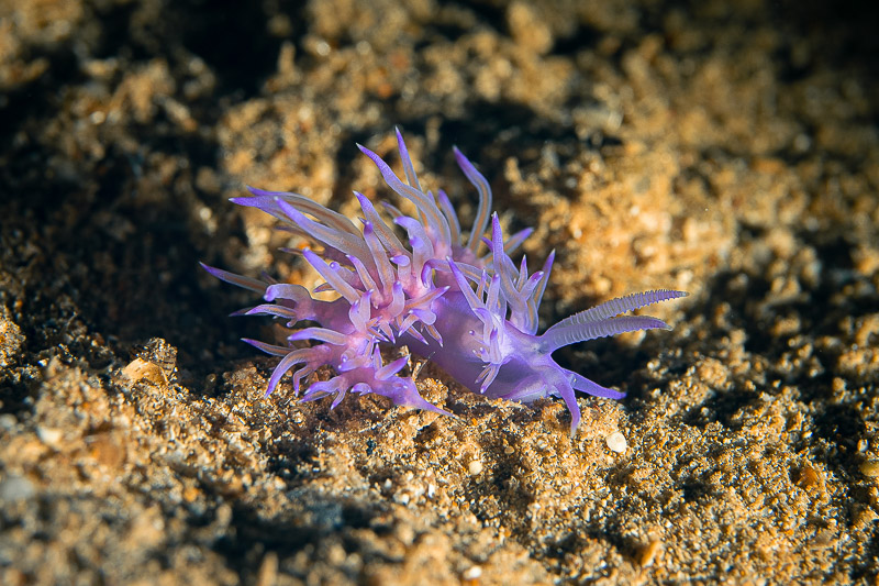 Purple sea slug