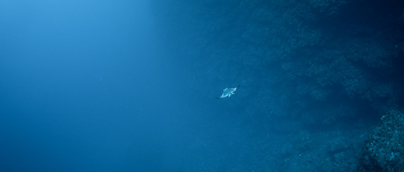 Eagle ray