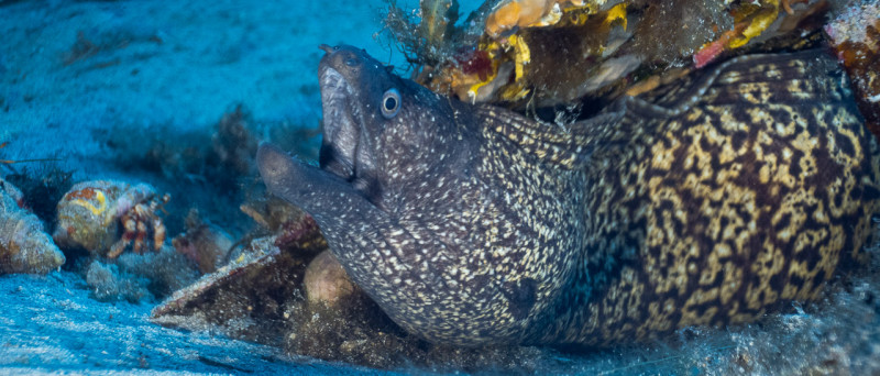 Moray eel hunting