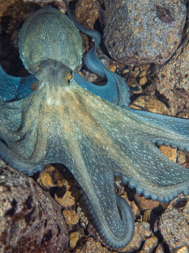 Common octopus photo