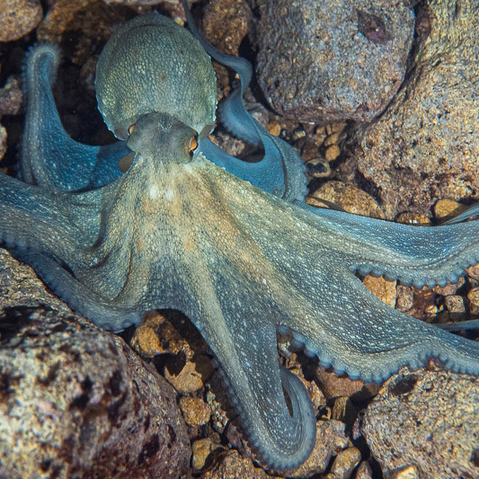 Common octopus photo