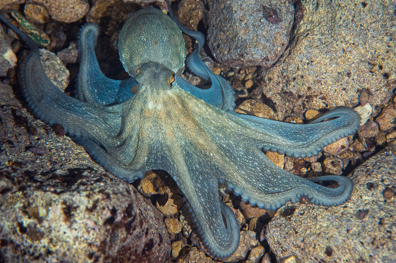 Common octopus photo