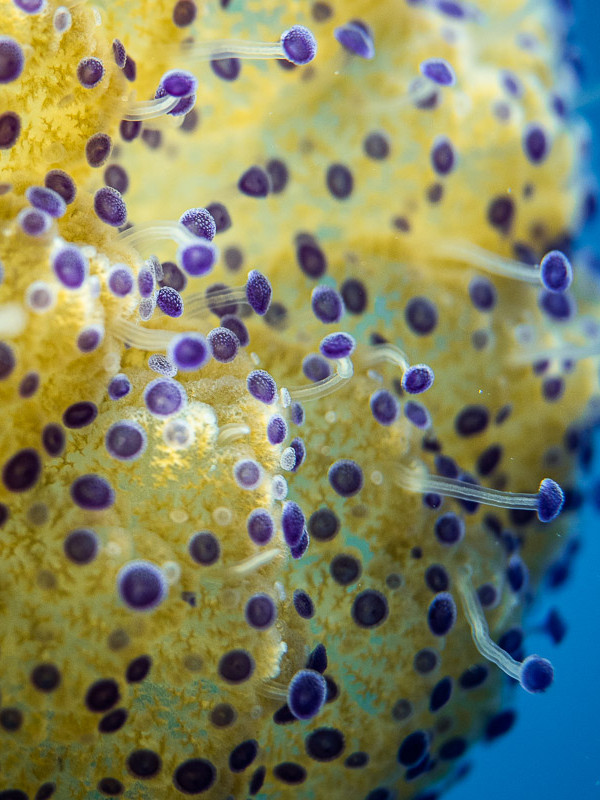 Fried egg jellyfish