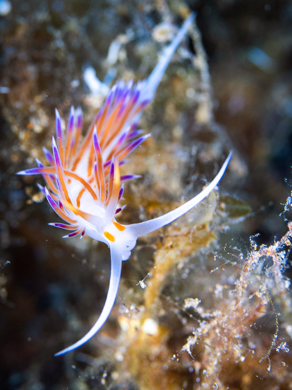 Nudibranch