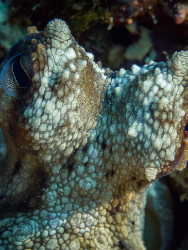 Octopus eyes