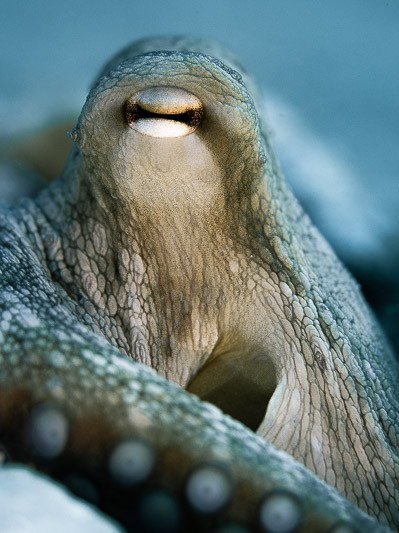 Octopus resting