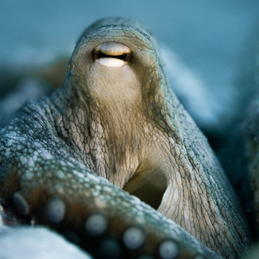 Octopus resting