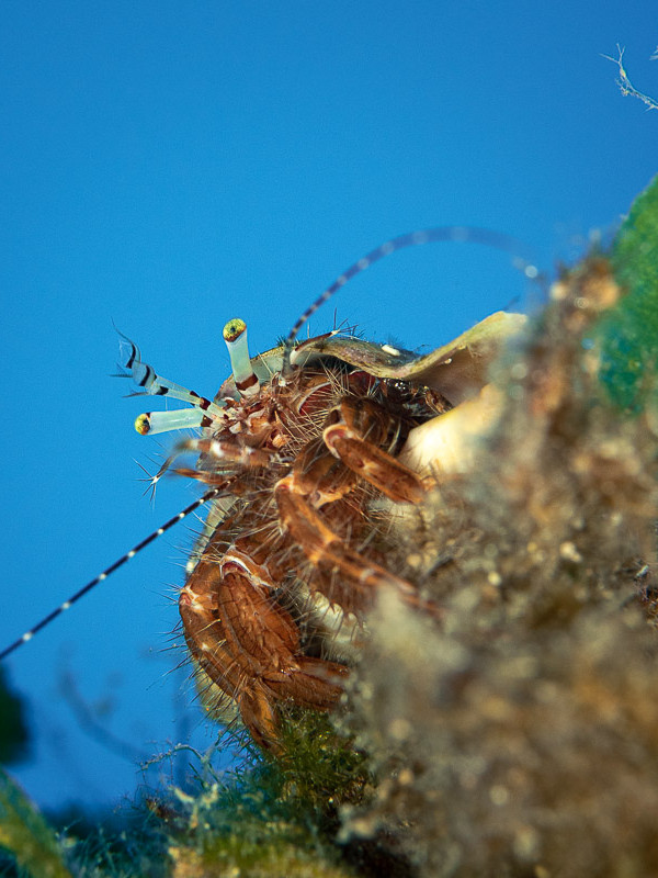 Hermit crab