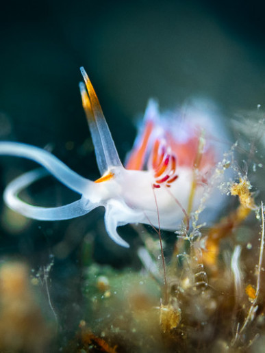 Nudibranch posing