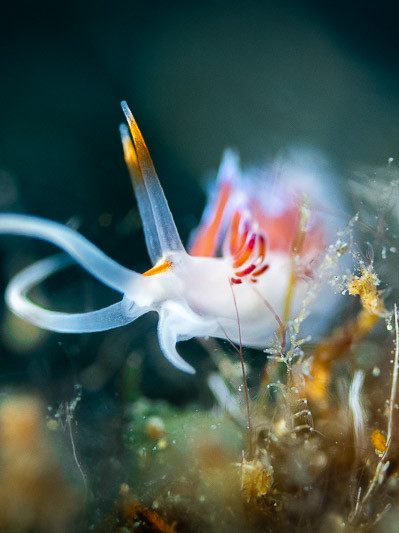 Nudibranch posing
