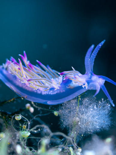 Nudibranch eyes