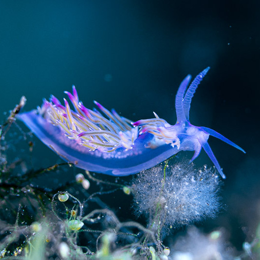 Nudibranch eyes