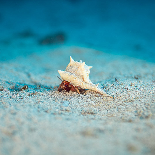 Tiny hermit crab