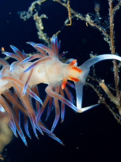 Nudibranch looking down