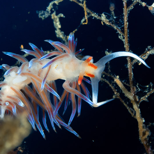 Nudibranch looking down