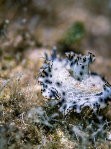 Darkspotted flatworm