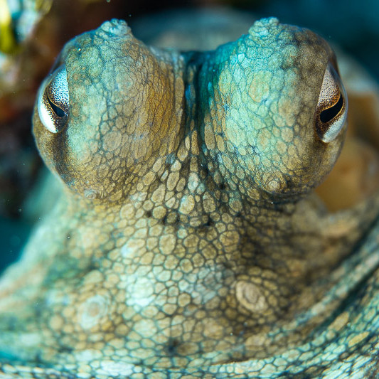 Octopus vulgaris