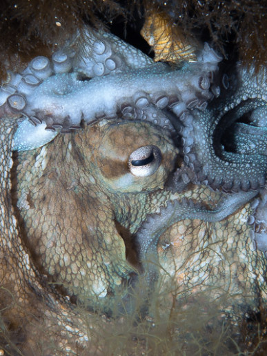Confused octopus