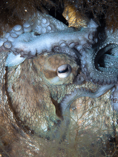Confused octopus