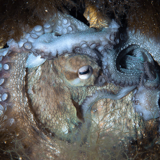 Confused octopus