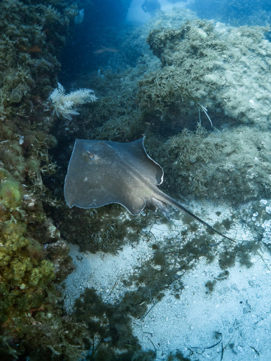 Common dark stringray