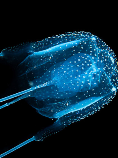 Box Jellyfish