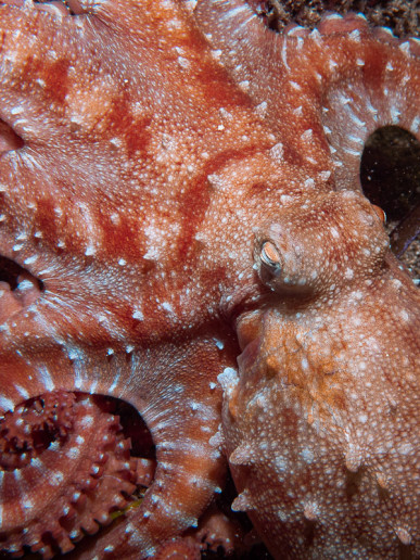 White spotted octopus