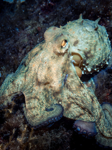 Common octopus or octopus vulgaris