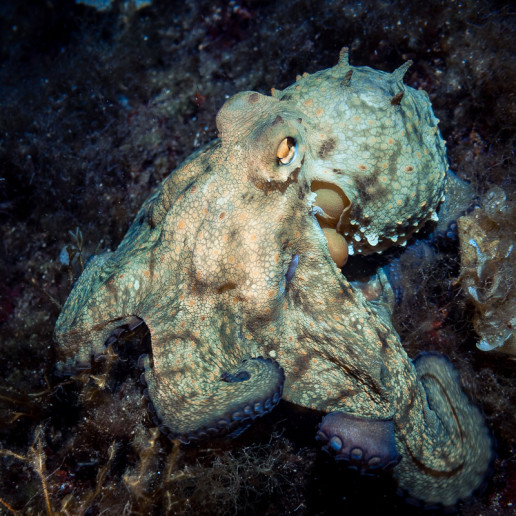Common octopus or octopus vulgaris