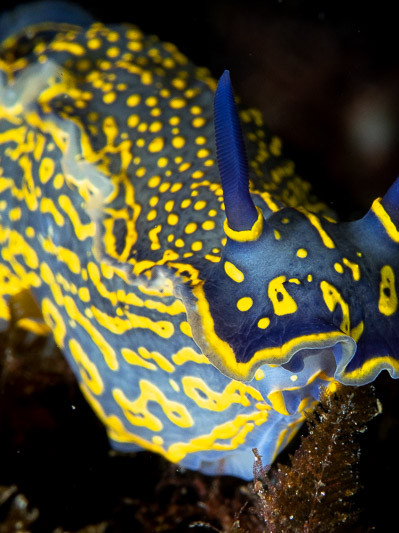 Felimare nudibranch