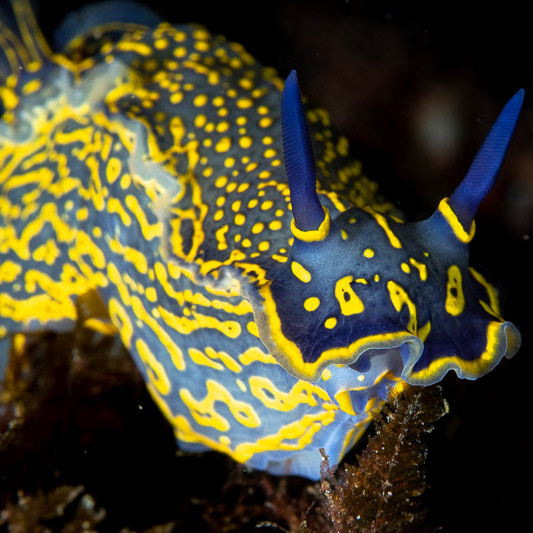 Felimare nudibranch