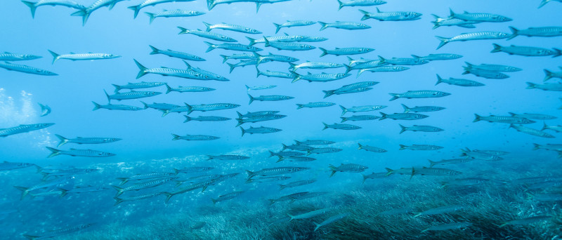 Barracudas